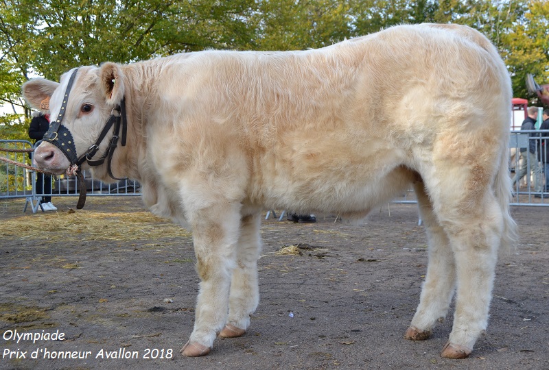 AVALLON 2018